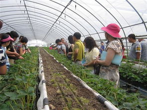 延庆参加北京市草莓种苗繁育节水高效技术培训班