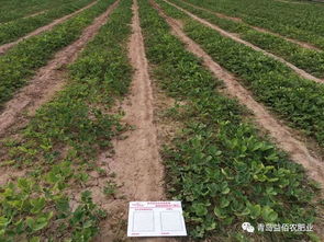 中国农产品品质提升大行动 海洋生物刺激素 奇能R198 草莓育苗篇